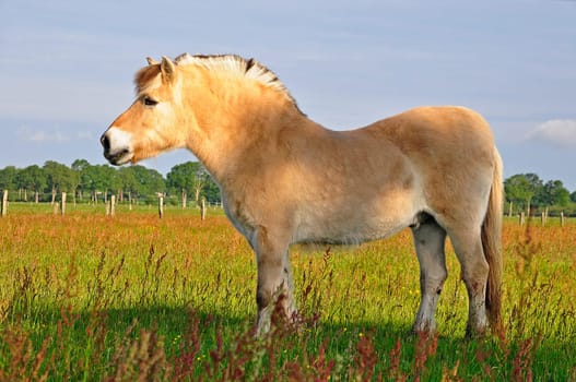 Horse