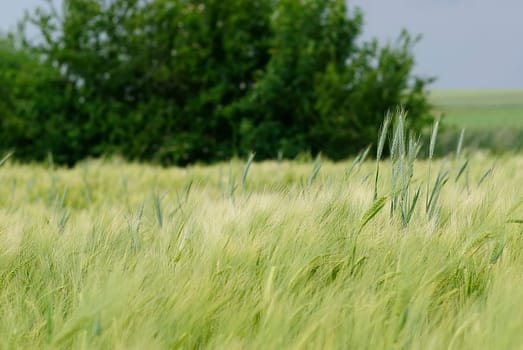 Grain in a thunderstorm
