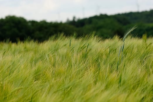 Grain in a thunderstorm