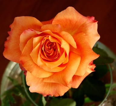 Rose in the garden