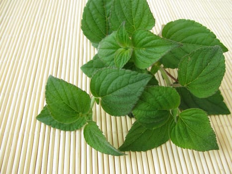 A bunch of honeydew melon sage