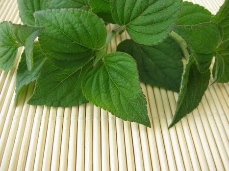 A bunch of honeydew melon sage