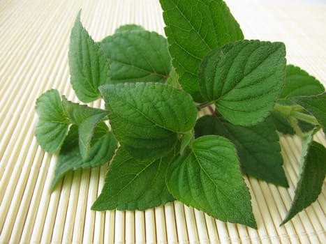 A bunch of honeydew melon sage