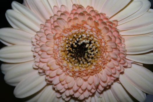 Gerbera