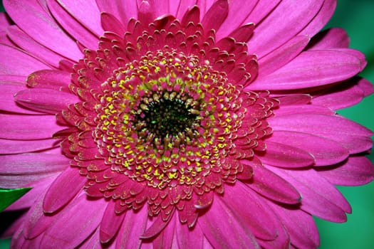 Gerbera