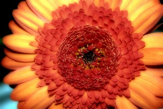 Gerbera