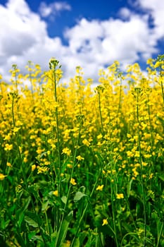 Canola or rapeseed plants growing in farm field, Manitoba, Canada