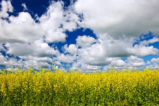 Agricultural landscape of canola or rapeseed farm field in Manitoba, Canada