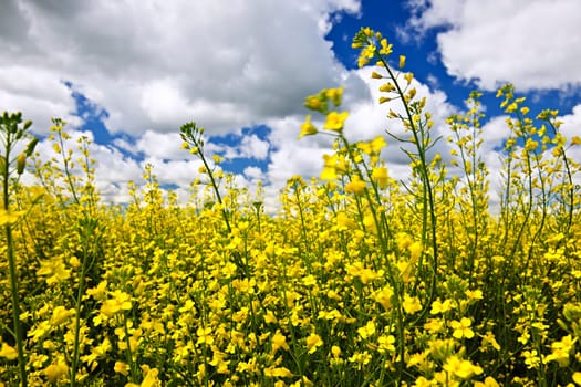 Canola or rapeseed plants growing in farm field, Manitoba, Canada