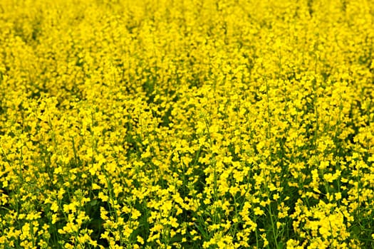 Closeup of flowering canola or rapeseed plants in field