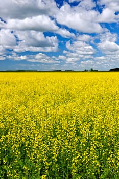 Agricultural landscape of canola or rapeseed farm field in Manitoba, Canada
