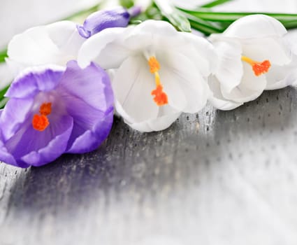 Fresh cut white and purple spring crocus flowers