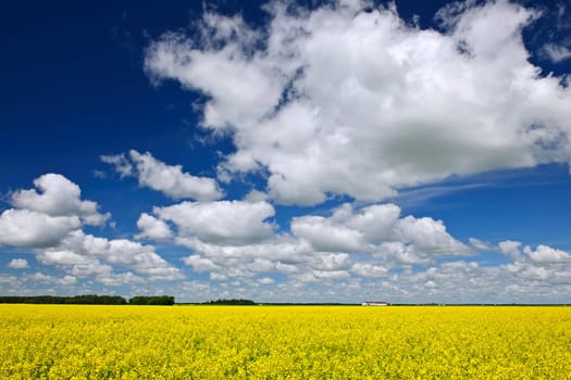 Agricultural landscape of canola or rapeseed farm field in Manitoba, Canada
