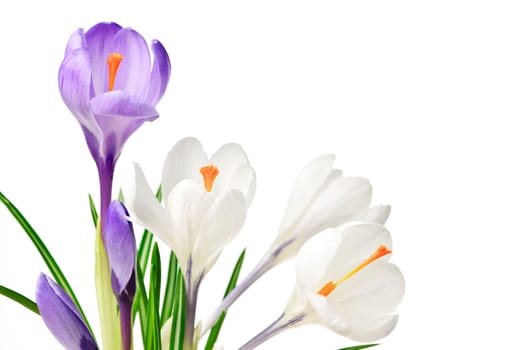 White and purple spring crocus flowers isolated on white background