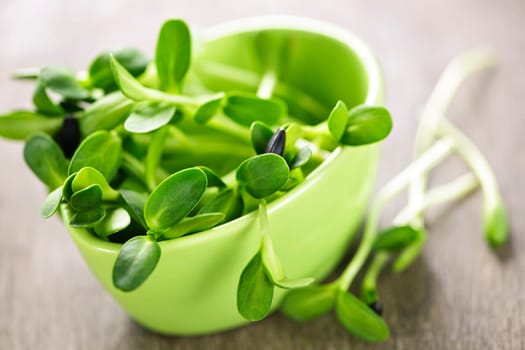 Organic green young sunflower sprouts in a cup