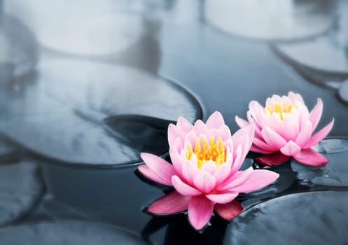 Pink lotus blossoms or water lily flowers blooming on pond