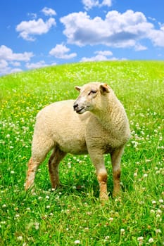 Cute funny sheep or lamb in green meadow