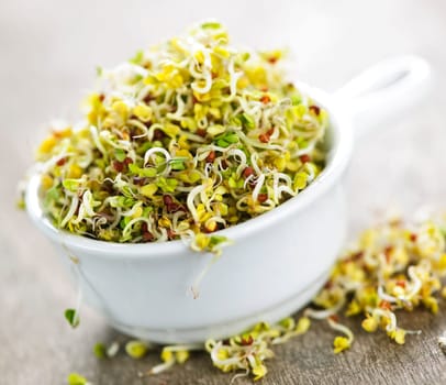 Organic young alfalfa sprouts in a cup