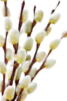 Spring Easter pussy willow branches isolated on white background