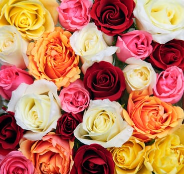 Background of assorted multicolored rose flowers from above