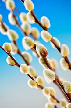 Spring Easter pussy willow branches on blue background