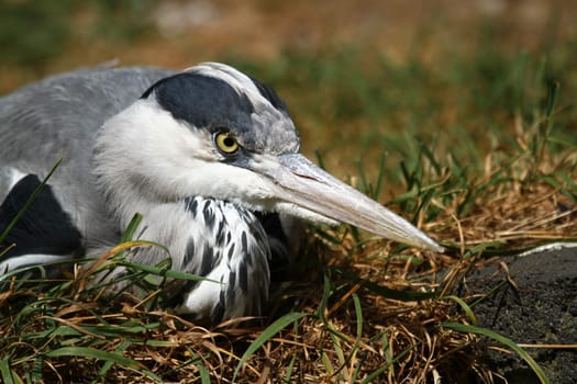 Grey HeronPortrait