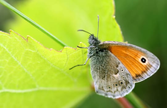 Small meadow bird or small hay butterfly