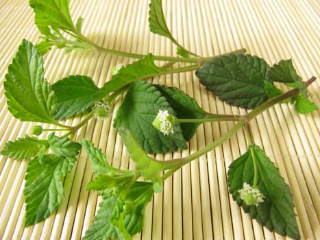 Aztec Sweet Herb