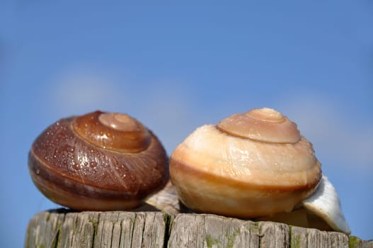 two Scheckenhäuser