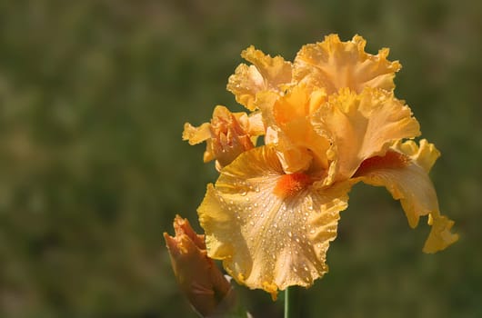 Iris germanica Barbata Eliator Group