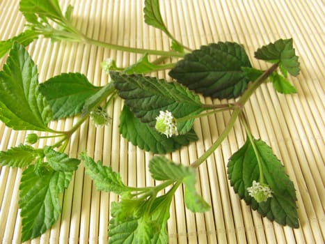 Aztec Sweet Herb