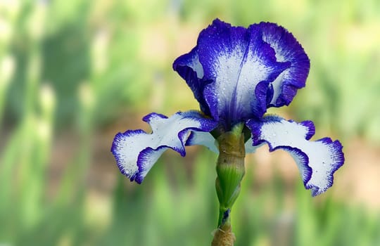 Blue Fantasy