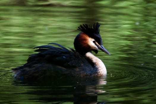 Great crested grebe