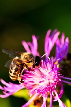 Close up of honey bee on knapweed flower