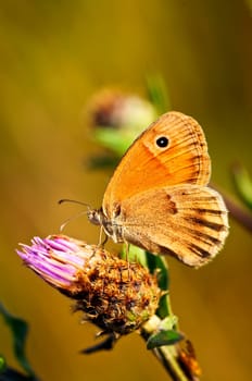 Close up of meadow brown butterfly on knapweed flower