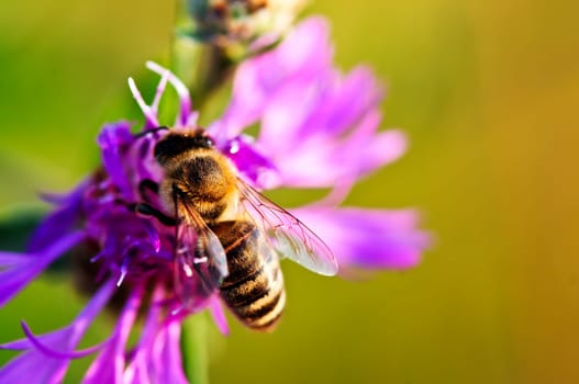 Close up of honey bee on knapweed flower