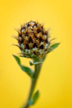 Close up view of purple knapweed plant