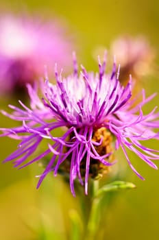 Close up view of purple knapweed flower