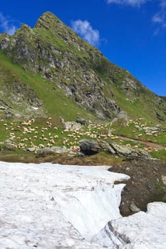 a flock of sheep near a mountain slope