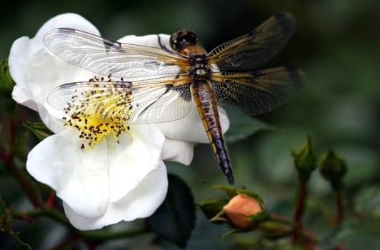 Four-spotted [Libellula quadrimaculata]