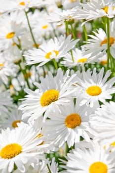 Close up of white daisy flowers blooming in garden