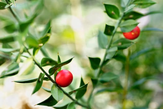 Red berries of ruscus plant , butcher's broom , evergreen ornamental plant
