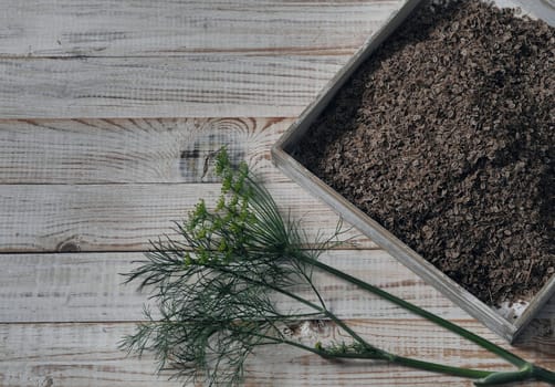 Background with a box of raw organic dill seeds with a green sprig of dill on a wooden table.