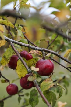 Big red delicious apple on a tree branch in the fruit garden at Fall Harvest. Autumn cloudy day, soft shadow.