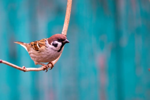 A sparrow bird sits on a tree branch. Sparrow songbird (passeridae family) sitting on a tree branch with close up photo of green background.