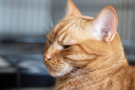 Domestic ginger cat at home portrait close up