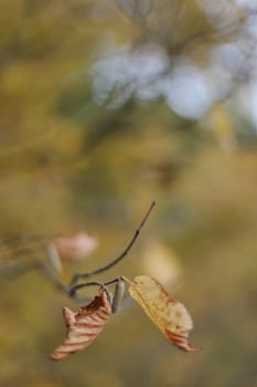 Lonely leaf hanging on the tree branch in autumn. Autumn mood, Fall season, postcard, wallpaper