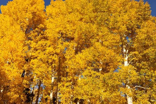 Background Bright Yellow Autumn Trees in Park, Forest. Aspen Trees Displaying Fall colors. Perfect Fall Scenery in Flagstaff, Arizona, USA. High quality photo