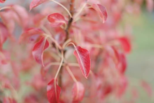 Red autumn leaves background, colored red foliage, abstract background. Vibrant and bold colors texture.Leaves pattern. Natural leaf shapes. Fall, garden, flowers,beauty concept.