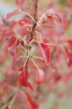 Red autumn leaves background, colored red foliage, abstract background. Vibrant and bold colors texture.Leaves pattern. Natural leaf shapes. Fall, garden, flowers,beauty concept.